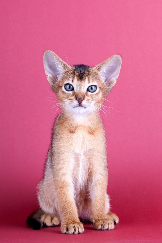 Abyssinian cat breed