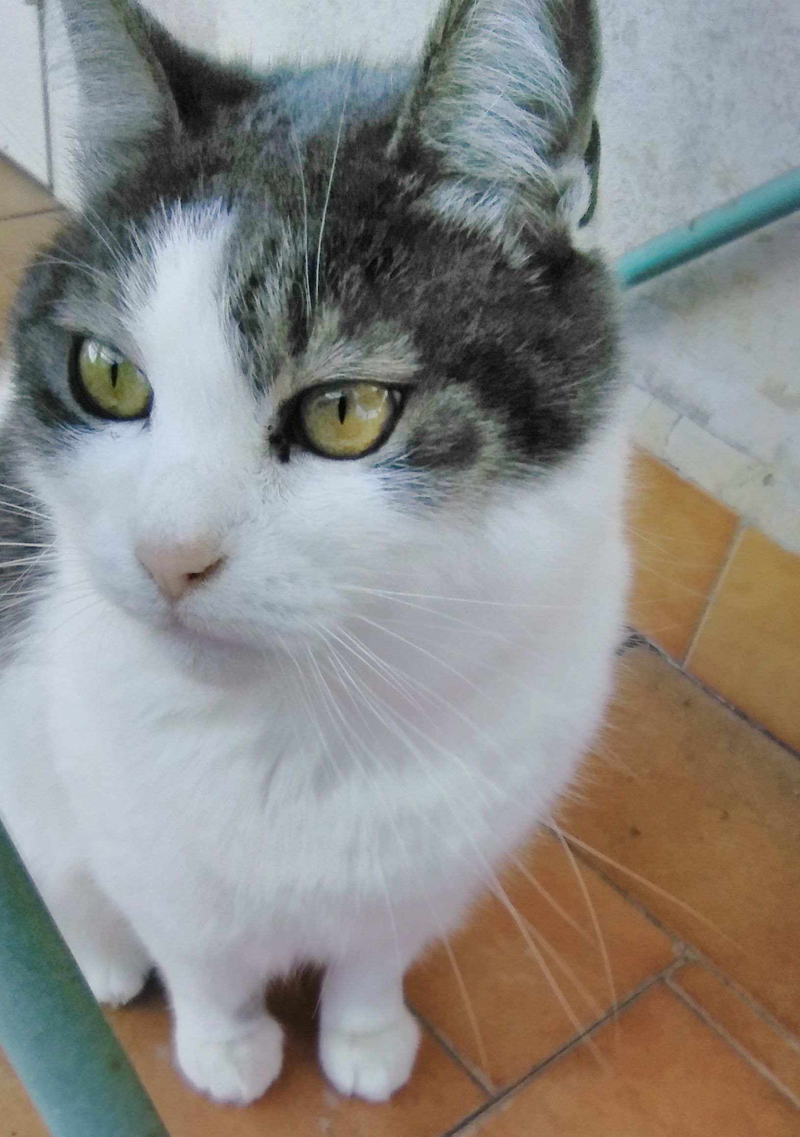 Aegean cat breed