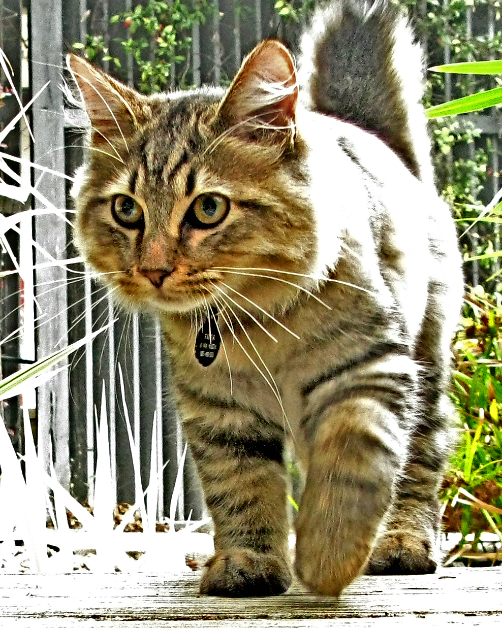 American Bobtail cat breed