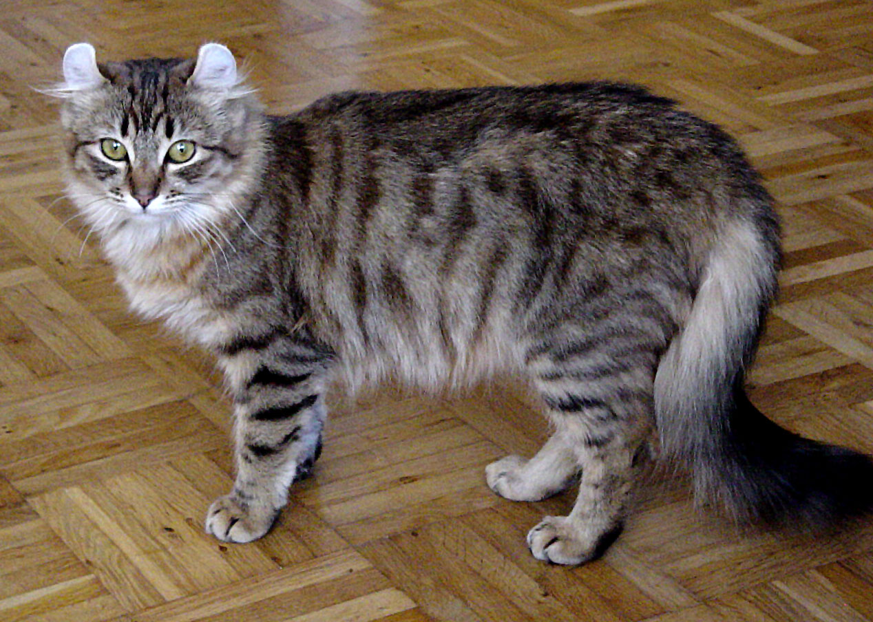 American Curl cat breed