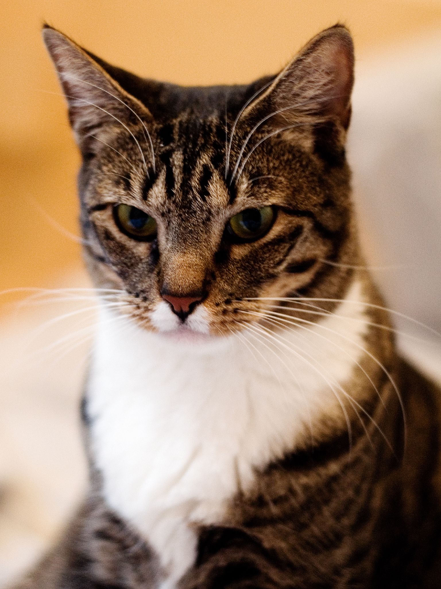 American Shorthair cat breed