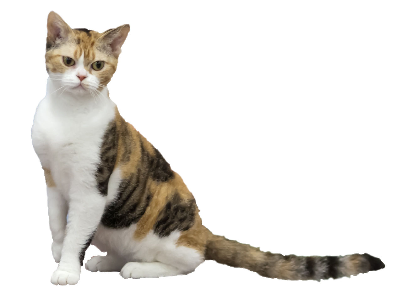 American Wirehair cat breed