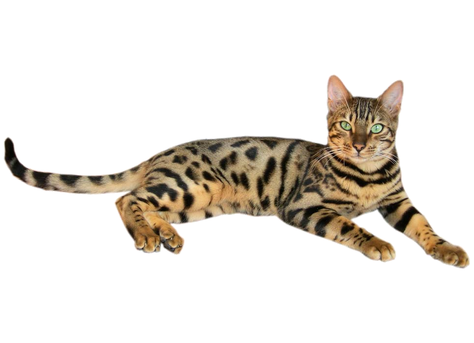 Bengal cat breed