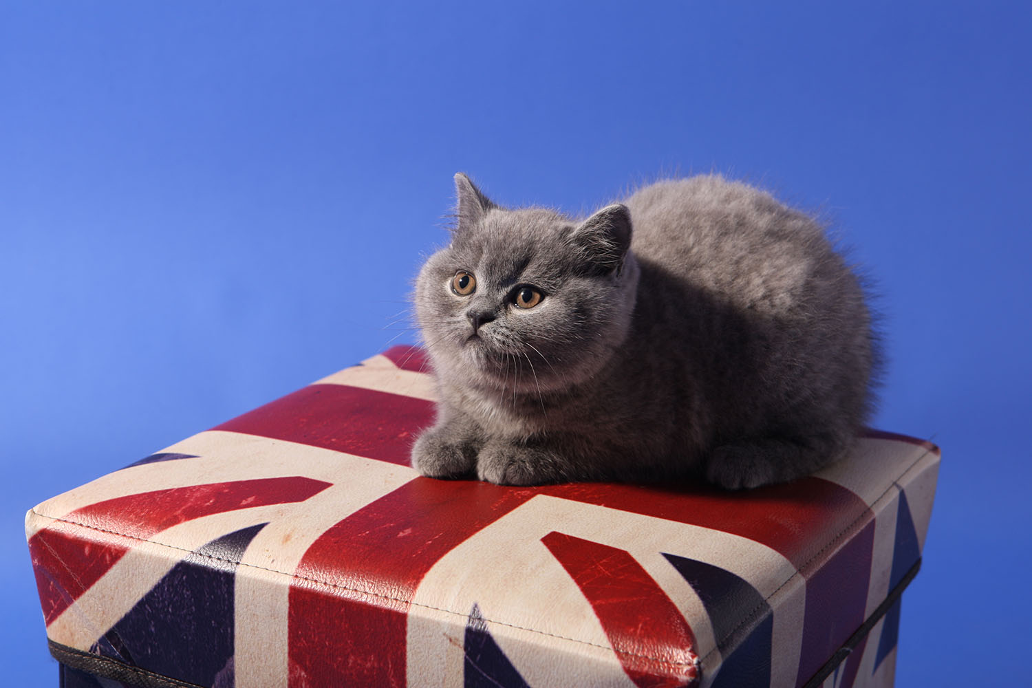 British Shorthair cat breed