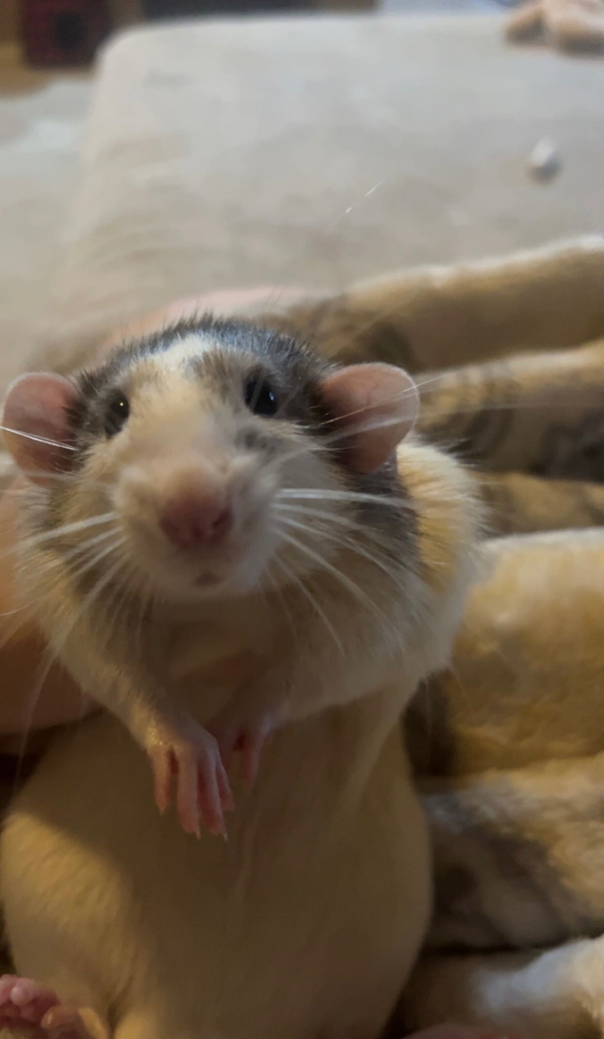 Dumbo