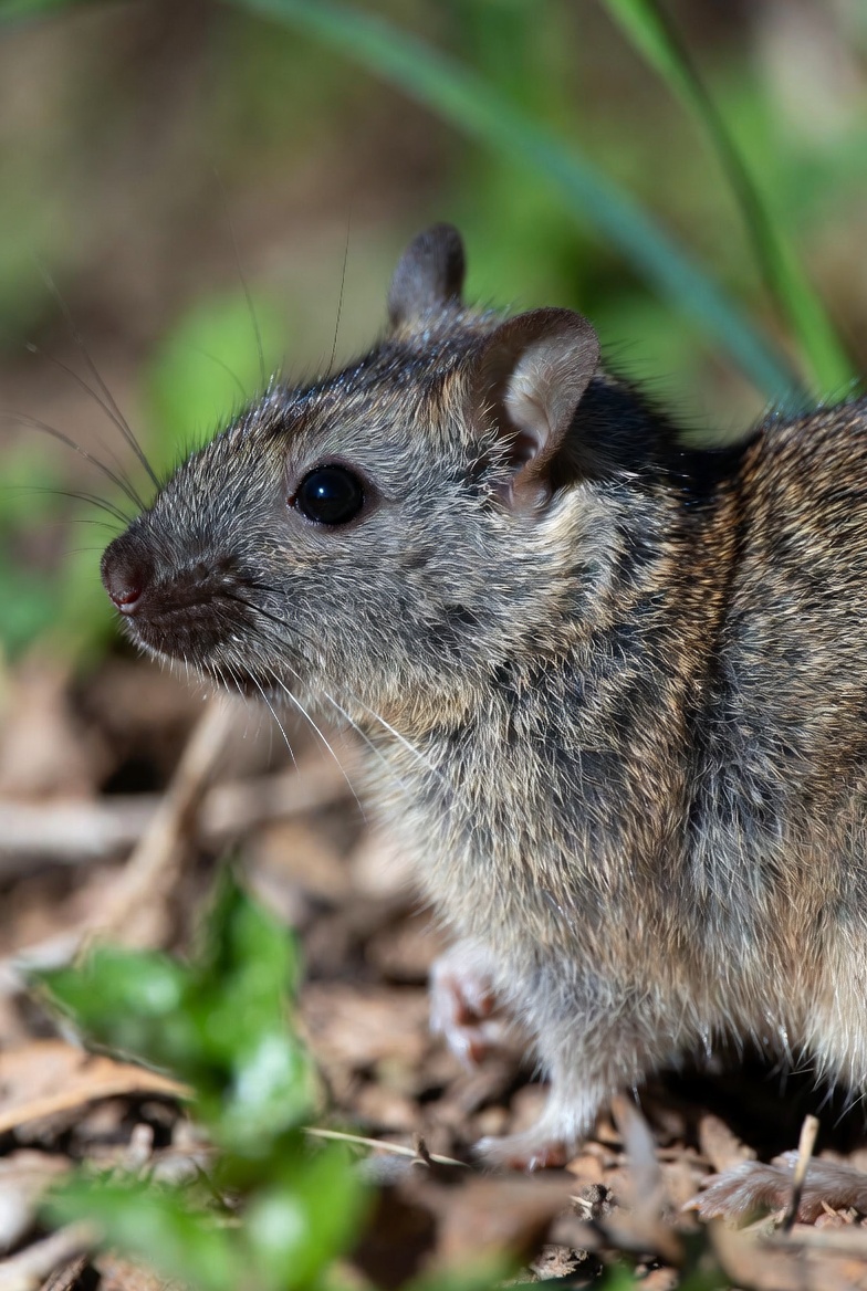 Foerster's rat