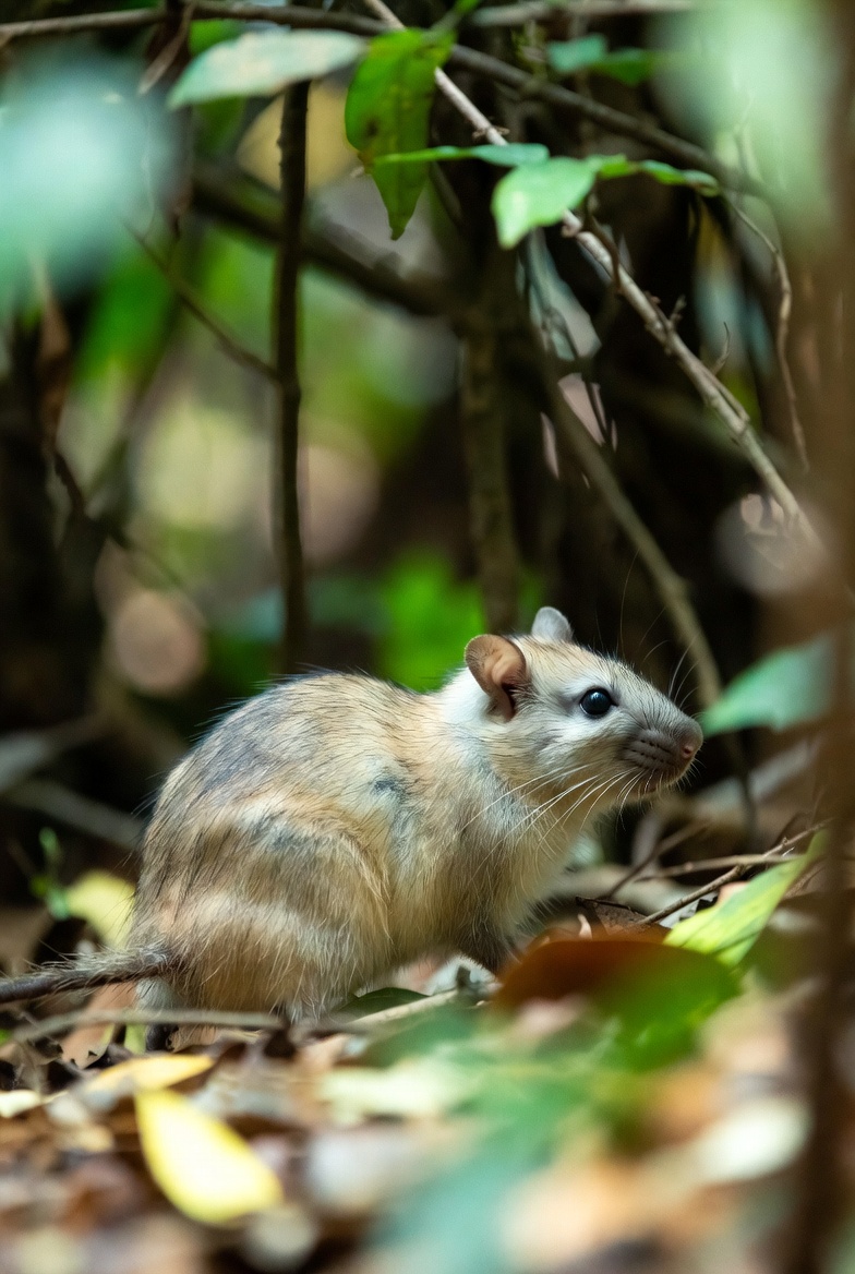 Gag Island rat