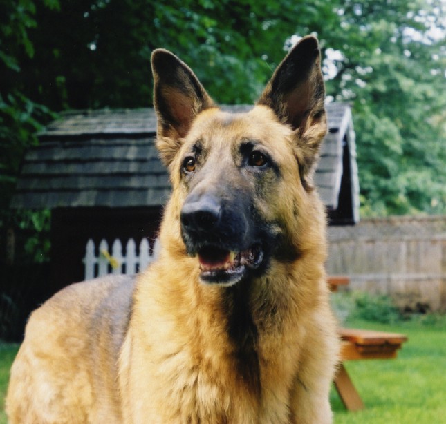 German Shepherd dog breed