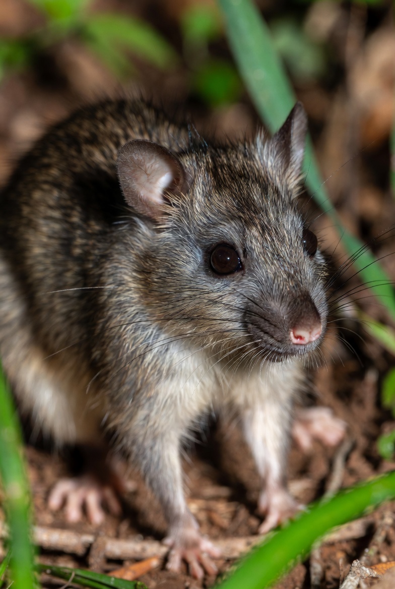 Giluwe rat