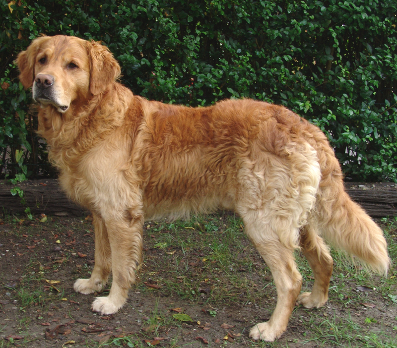 Golden Retriever dog breed
