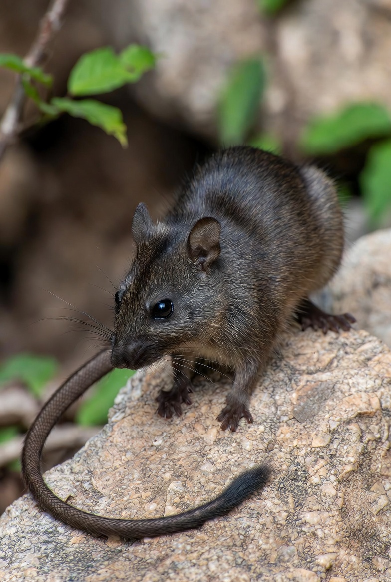 Indonesian mountain rat