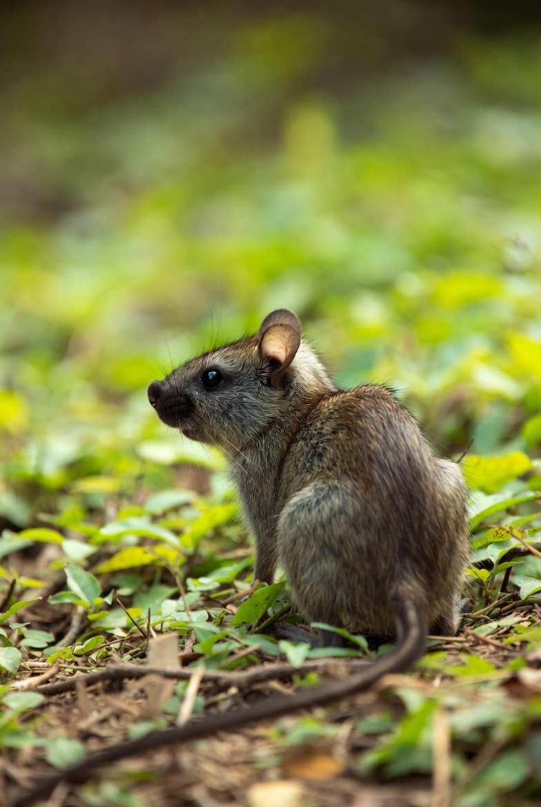 Korinch's rat