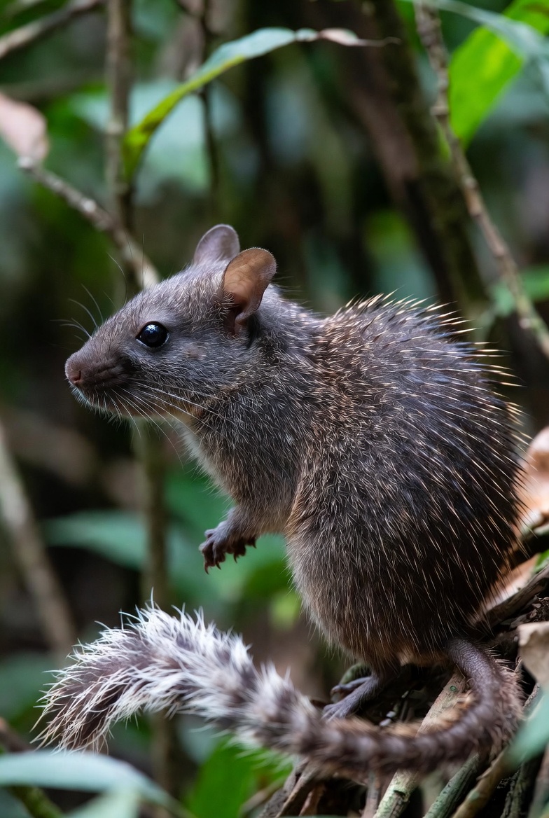 Large New Guinea spiny rat