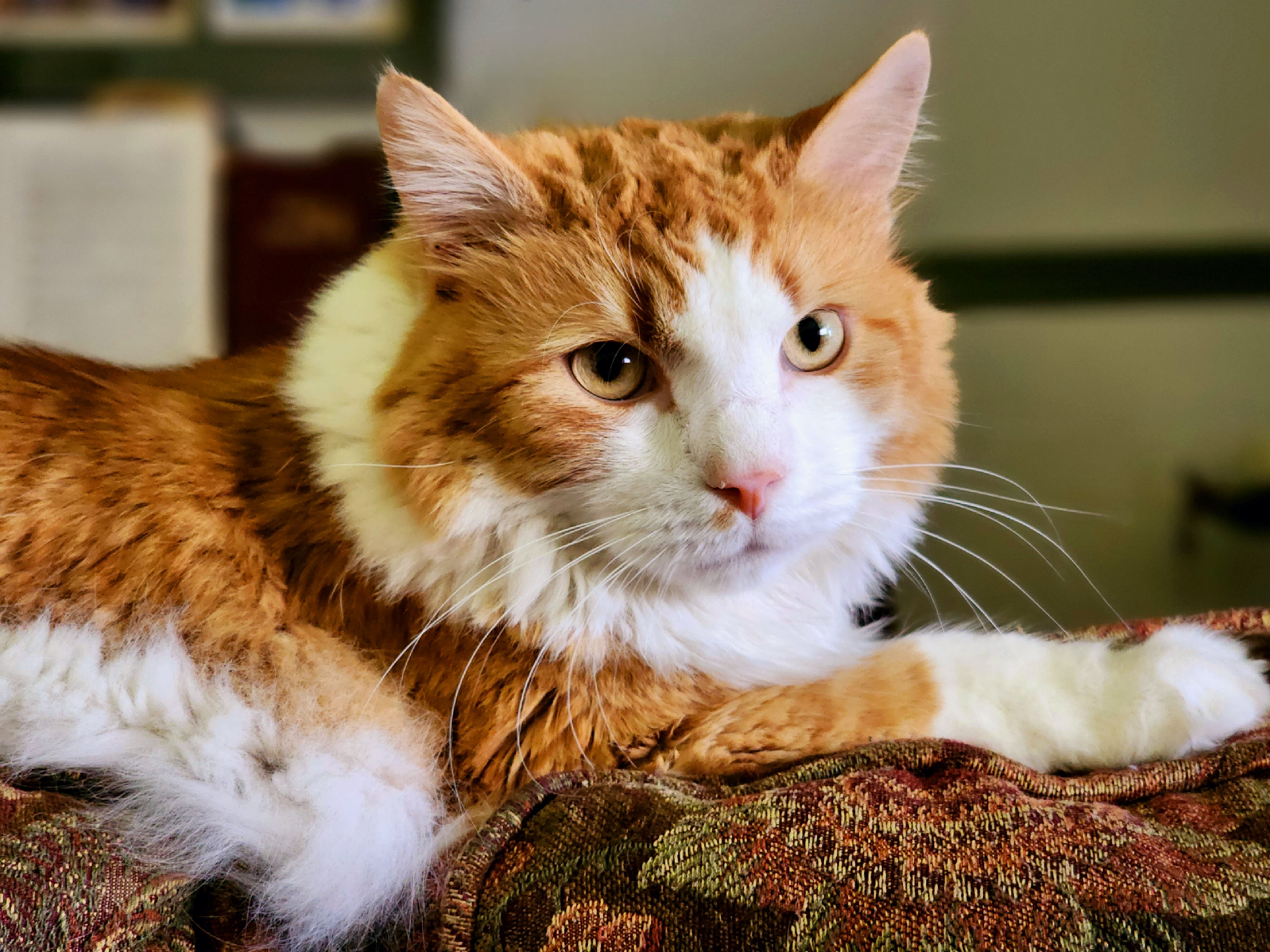 Maine Coon cat breed