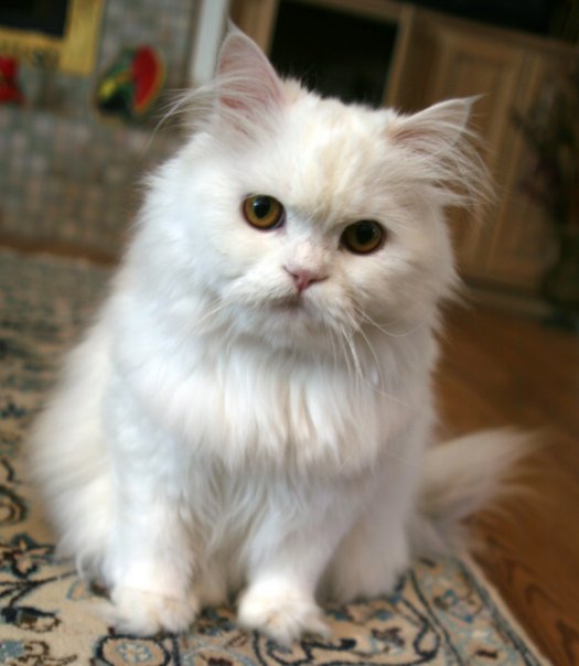 Himalayan or Colorpoint Persian cat breed