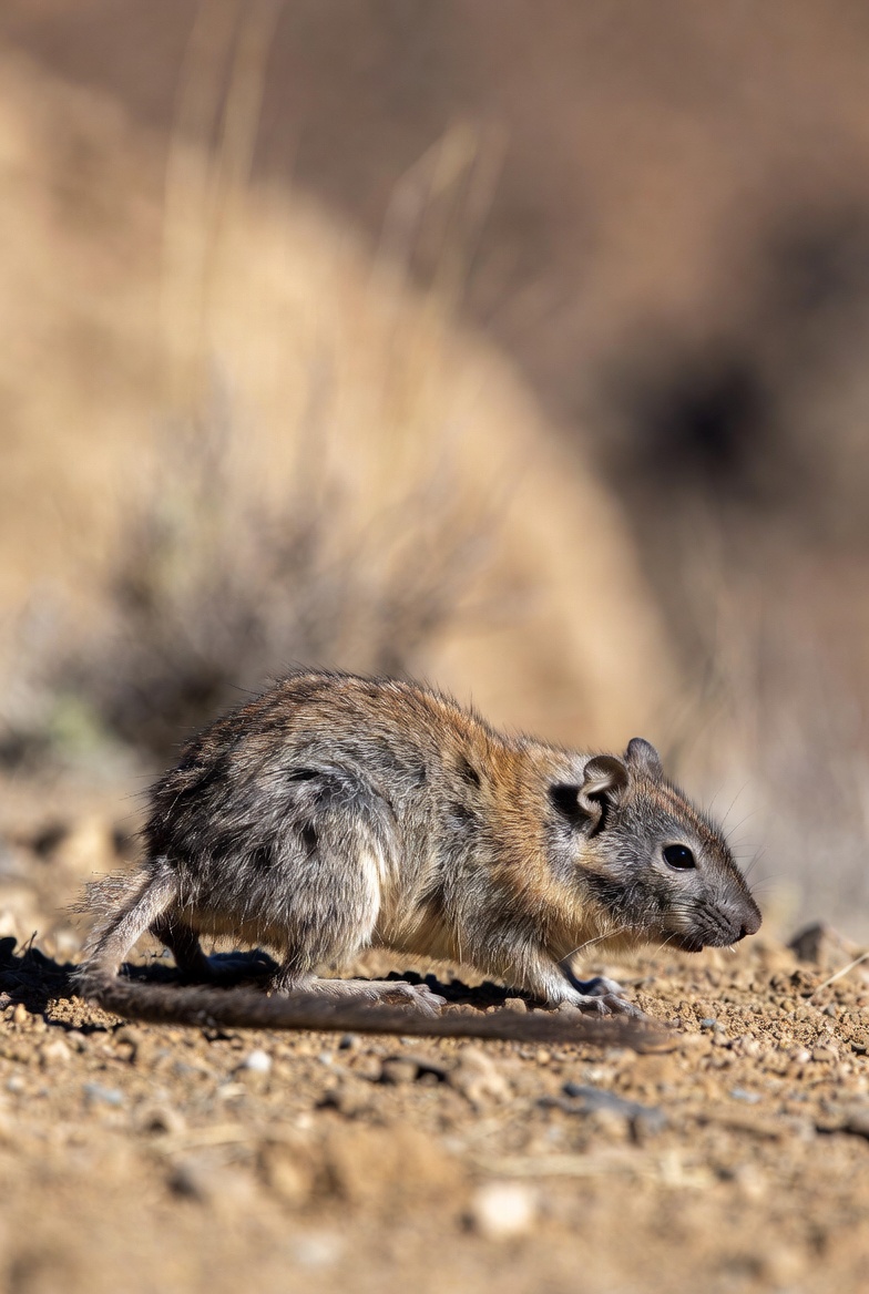 Pocock’s highland rat