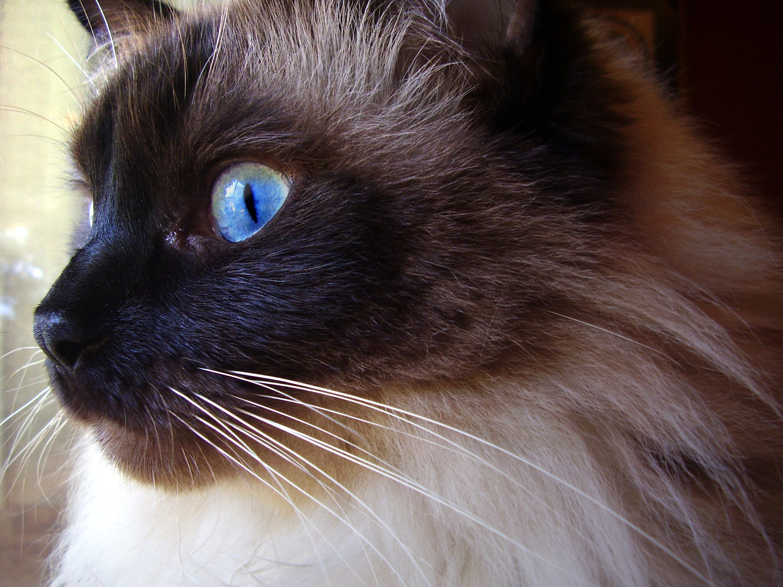 Ragdoll cat breed