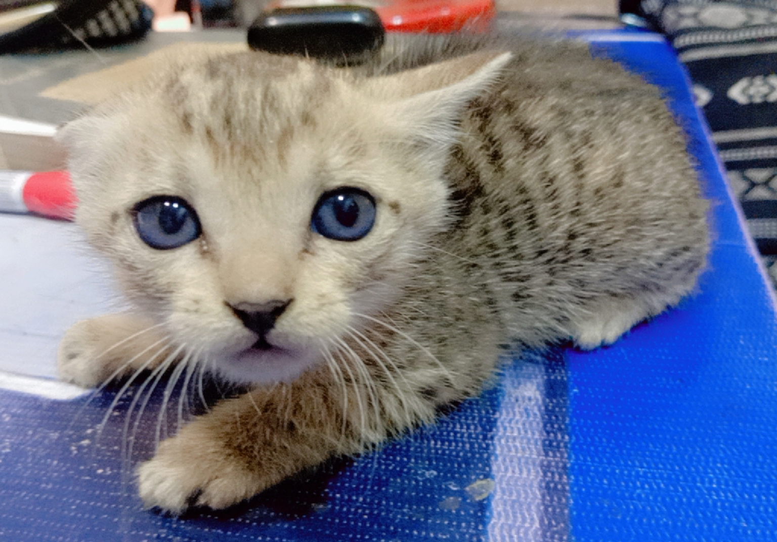 Scottish Fold cat breed
