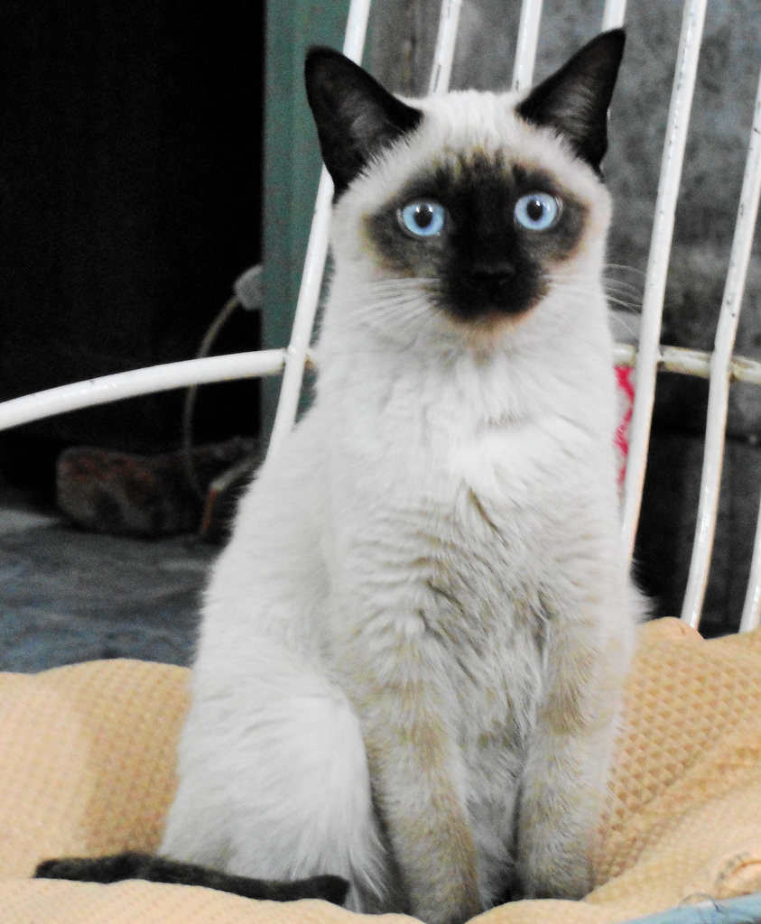 Siamese (modern) cat breed
