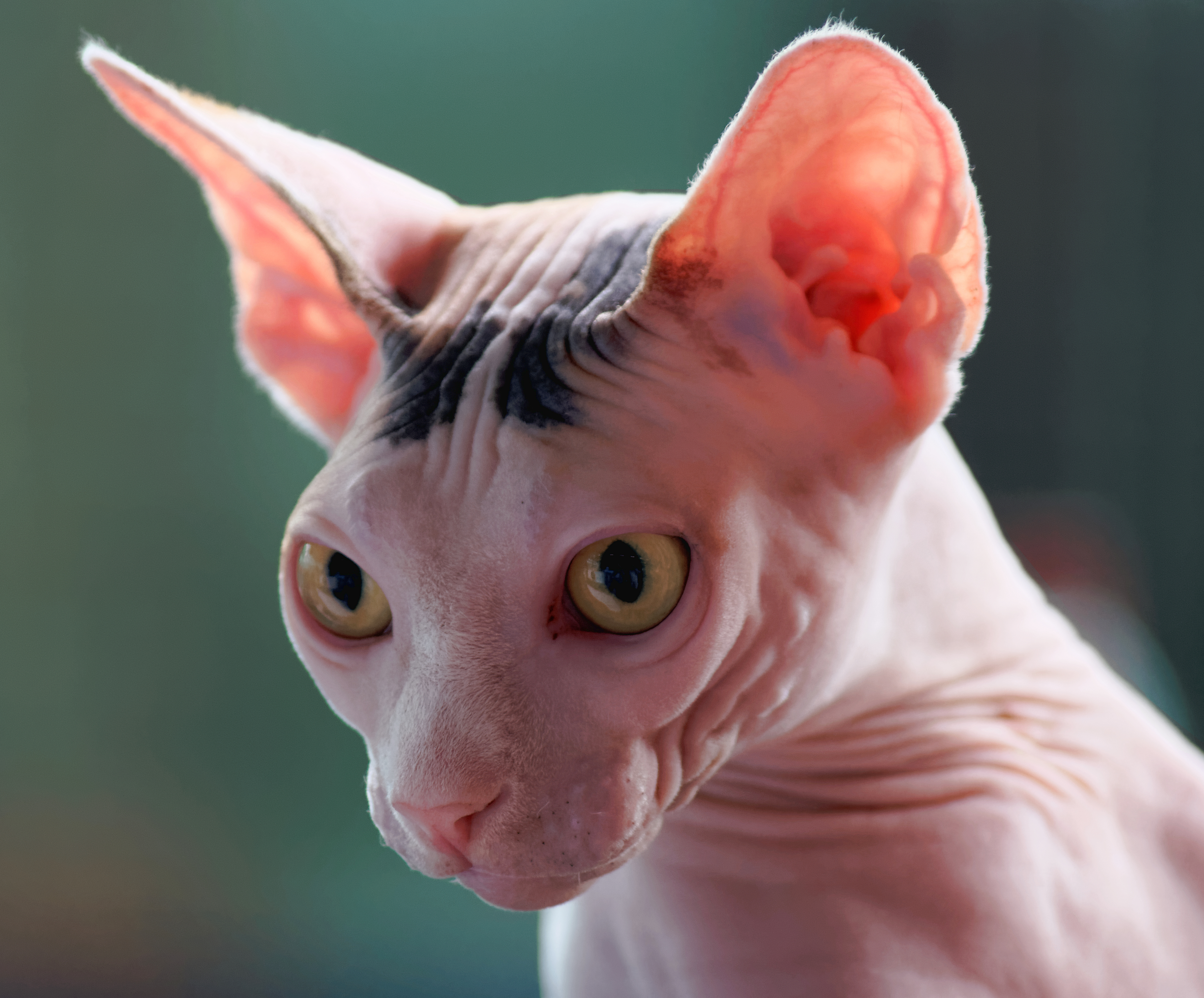 Sphynx cat breed